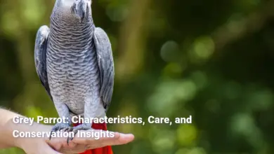 Grey Parrot: Characteristics, Care, and Conservation Insights