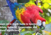 Macaw: An In-Depth Guide to Species, Habitats, Behavior, Conservation, and Cultural Significance