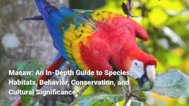 Macaw: An In-Depth Guide to Species, Habitats, Behavior, Conservation, and Cultural Significance