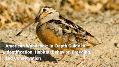 American Woodcock: In-Depth Guide to Identification, Habitat, Behavior, Breeding, and Conservation