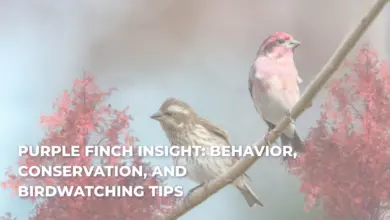 Purple Finch Insight: Behavior, Conservation, and Birdwatching Tips