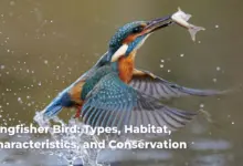 Kingfisher Bird: Types, Habitat, Characteristics, and Conservation