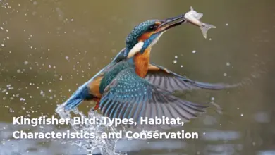 Kingfisher Bird: Types, Habitat, Characteristics, and Conservation