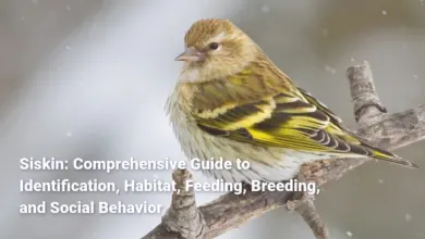 Siskin: Comprehensive Guide to Identification, Habitat, Feeding, Breeding, and Social Behavior