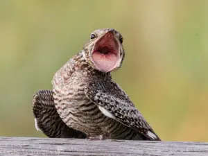 Nighthawk Bird: Traits, Habitat, Feeding, and Conservation