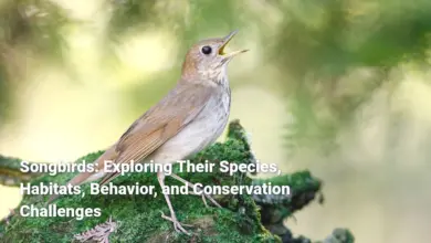 Songbirds: Exploring Their Species, Habitats, Behavior, and Conservation Challenges