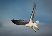 Sea Eagles Unveiled: Types, Habitats, Hunting Behavior, and Conservation