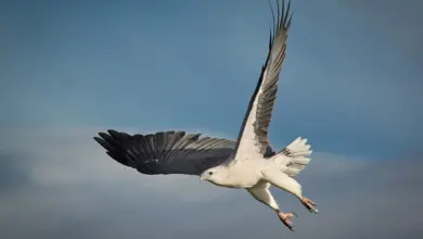 Sea Eagles Unveiled: Types, Habitats, Hunting Behavior, and Conservation