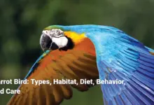 Parrot Bird: Types, Habitat, Diet, Behavior, and Care