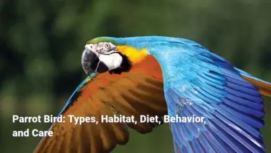 Parrot Bird: Types, Habitat, Diet, Behavior, and Care