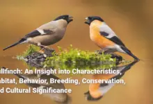 Bullfinch: An Insight into Characteristics, Habitat, Behavior, Breeding, Conservation, and Cultural Significance