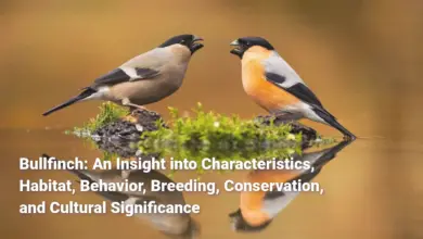 Bullfinch: An Insight into Characteristics, Habitat, Behavior, Breeding, Conservation, and Cultural Significance