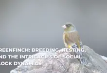 Greenfinch: Breeding, Nesting, and the Intricacies of Social Flock Dynamics