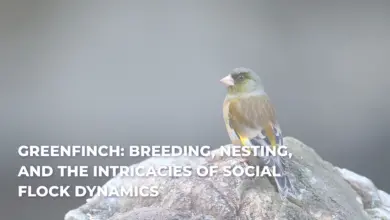 Greenfinch: Breeding, Nesting, and the Intricacies of Social Flock Dynamics