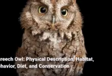 Screech Owl: Physical Description, Habitat, Behavior, Diet, and Conservation