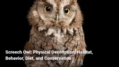 Screech Owl: Physical Description, Habitat, Behavior, Diet, and Conservation