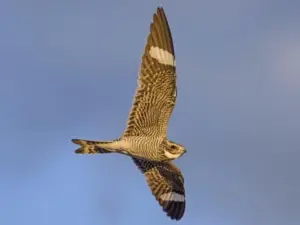 Nighthawk Bird: Traits, Habitat, Feeding, and Conservation