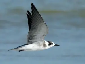 Black Tern - Rare Birds in Vermont