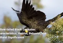 Yellow-tailed Black Cockatoo: Characteristics, Habitat, Behavior, and Cultural Significance