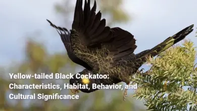 Yellow-tailed Black Cockatoo: Characteristics, Habitat, Behavior, and Cultural Significance