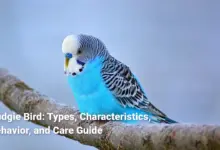 Budgie Bird: Types, Characteristics, Behavior, and Care Guide