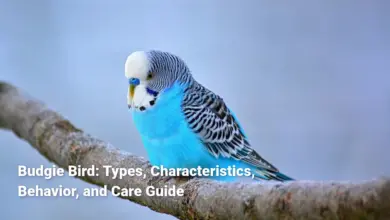 Budgie Bird: Types, Characteristics, Behavior, and Care Guide