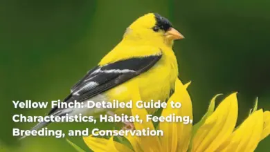 Yellow Finch: Detailed Guide to Characteristics, Habitat, Feeding, Breeding, and Conservation