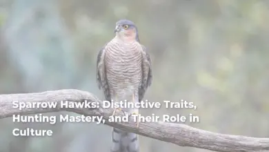 Sparrow Hawks: Distinctive Traits, Hunting Mastery, and Their Role in Culture