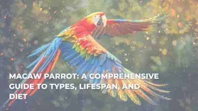 Macaw Parrots: A Comprehensive Guide to Types, Lifespan, and Diet