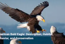 American Bald Eagle: Description, Habitat, Behavior, and Conservation