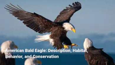 American Bald Eagle: Description, Habitat, Behavior, and Conservation