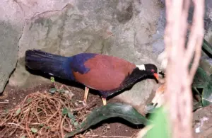 Black-naped Pheasant Pigeon: Status, Threats, and Indigenous Views