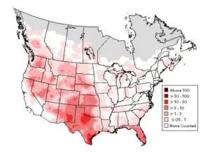 Nighthawk Bird: Traits, Habitat, Feeding, and Conservation