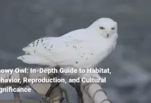 Snowy Owl: In-Depth Guide to Habitat, Behavior, Reproduction, and Cultural Significance