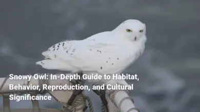 Snowy Owl: In-Depth Guide to Habitat, Behavior, Reproduction, and Cultural Significance