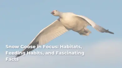 Snow Goose in Focus: Habitats, Feeding Habits, and Fascinating Facts