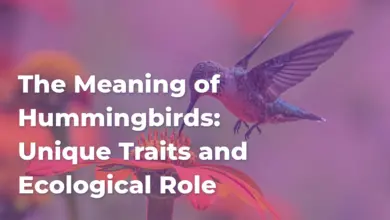 The Meaning of Hummingbirds: Unique Traits and Ecological Role