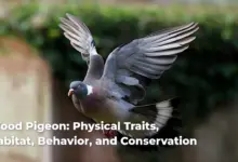 Wood Pigeon: Physical Traits, Habitat, Behavior, and Conservation