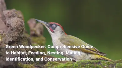 Green Woodpecker: Comprehensive Guide to Habitat, Feeding, Nesting, Mating, Identification, and Conservation