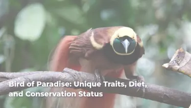 Bird of Paradise: Unique Traits, Diet, and Conservation Status