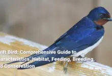 Swift Bird: Comprehensive Guide to Characteristics, Habitat, Feeding, Breeding, and Conservation