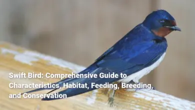 Swift Bird: Comprehensive Guide to Characteristics, Habitat, Feeding, Breeding, and Conservation