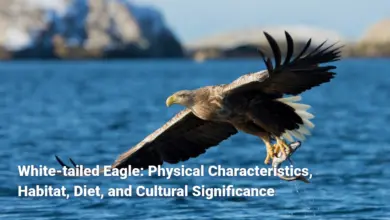 White-tailed Eagle: Physical Characteristics, Habitat, Diet, and Cultural Significance