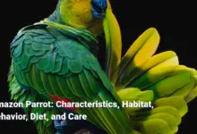 Amazon Parrot: Characteristics, Habitat, Behavior, Diet, and Care