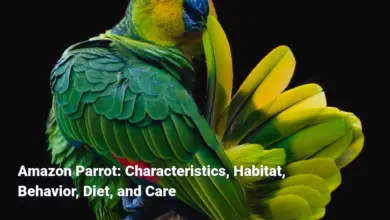 Amazon Parrot: Characteristics, Habitat, Behavior, Diet, and Care