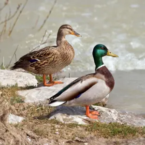 Male Ducks: Characteristics, Behavior, and Role in Ecosystems