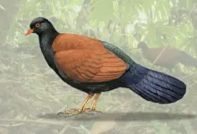 Black-naped Pheasant Pigeon