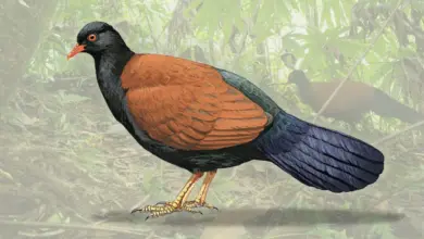 Black-naped Pheasant Pigeon