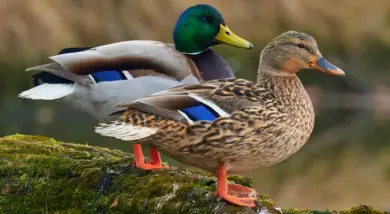 Male Ducks: Characteristics, Behavior, and Role in Ecosystems