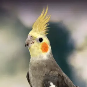 Cockatiel Parrot: Guide to Care, Training, Health and Breeding